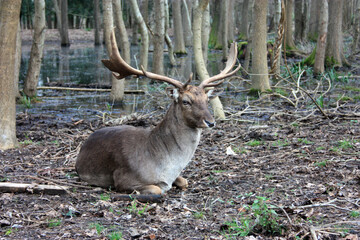 wild brown deer with horns in the forest rests in the winter in front of a pond