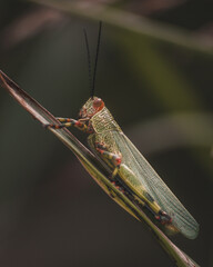grasshopper on a leaf
