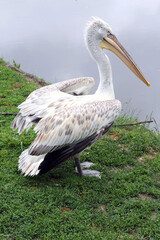Obraz premium Pelican bird posing at shore in autumn weather