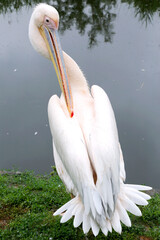 Pelican bird posing at shore in autumn weather