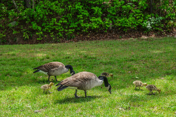 Canadian geese and their goslings © Sandra Burm