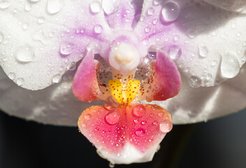 Orchid - Phalaenopsis © babscat