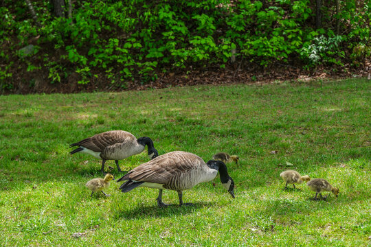 Canadian geese and their goslings