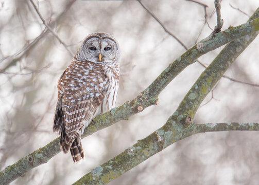 Close up of barred owl sitting on bare branch of tree on a cloudy day.