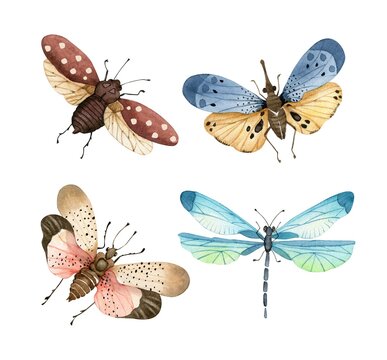 set of multicolored insects butterflies and beetles on a white background close up, illustration watercolor hand painted