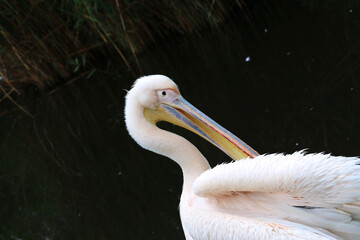 Pelican bird posing at shore in autumn weather