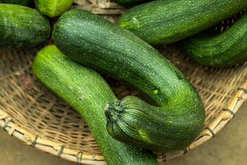 Squash or Cucurbita, Cousa Squash, Tatume Squash,  Acorn Squash