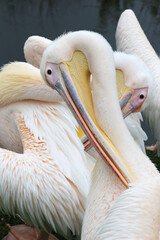 Pelican bird posing at shore in autumn weather