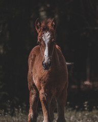 portrait of a horse