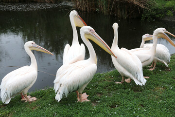 Pelican bird posing at shore in autumn weather