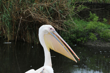 Pelican bird posing at shore in autumn weather