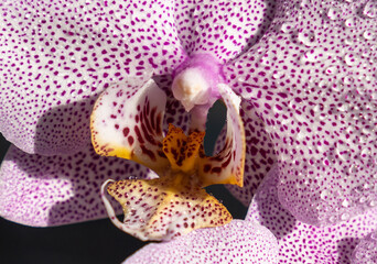 Orchid - Phalaenopsis