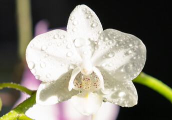 Fototapeta na wymiar Orchid - Phalaenopsis