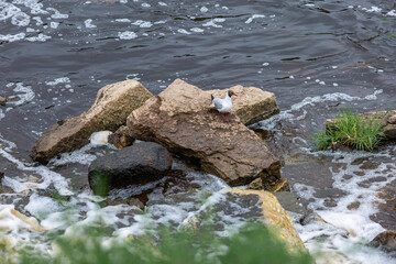 Top view of a seagull sitting on stones near the river bank