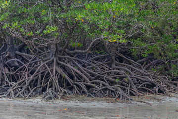 A mangrove forest at Cape Tribulation in Queensland, Australia