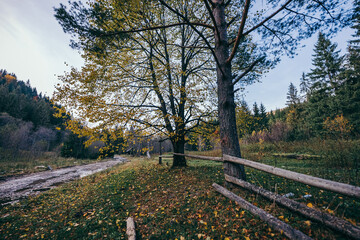 A path with trees on the side of a fence