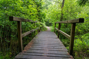 Fototapeta premium wooden bridge in a forest in the nature preservation area of the lueneburger heide