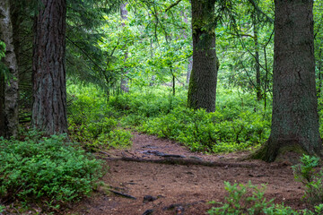 trail path in a forest in the nature preservation area of the lueneburger heide