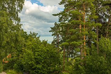Beautiful view from mountain to nature with a view of the Baltic Sea. Tops of green forest trees on blue sky and white clouds background on sunny summer day. Sweden.