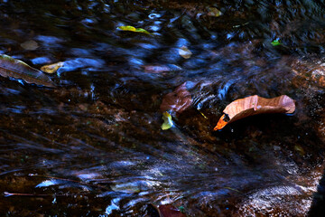 The autumn leaves on the river