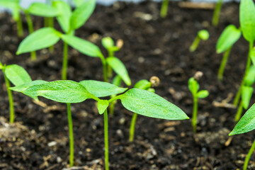 view of the ground with sweet pepper sprouts sprouting