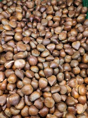 vertical chestnut background