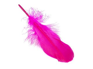 Pink decorative bird feather isolated on the white background