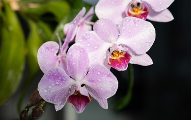 Obraz premium Orchid - Phalaenopsis