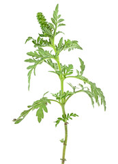 Seasonal allergy - branch of ragweed plant isolated on a white background. Ambrosia genus. Common Ragweed. Ambrosia artemisiifolia.
