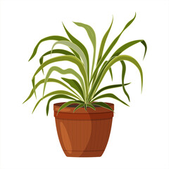 A beautiful drawing of a houseplant. Chlorophytum. Colorful vector image.
