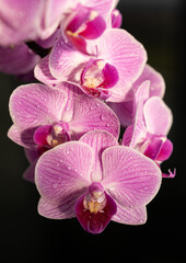 Fototapeta na wymiar Orchid - Phalaenopsis