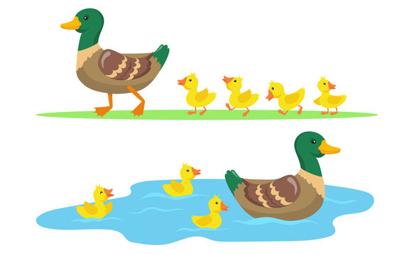 Duck and ducklings set. Cute mother duck and yellow babies birds walking on grass and swimming in pond. Vector illustrations for farm animals, poultry, countryside concept