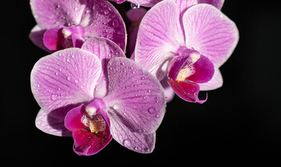 Obraz na płótnie Canvas Orchid - Phalaenopsis
