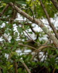 Branches of a tree