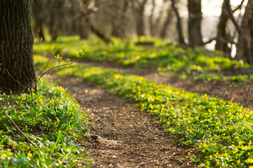 The road leading to the forest. Sunset light illuminates green grass and spring flowers. The road leading to the forest. Sunset light illuminates green grass and spring flowers. .Close-up