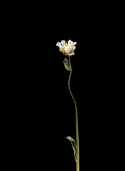 Dried dead chamomile flower isolated on black background. Sample of a flower in oriental style with pastel colors.