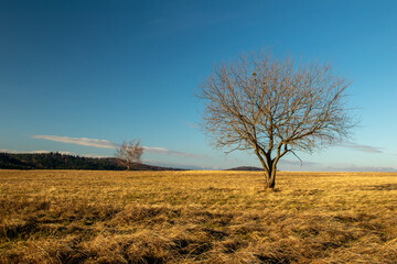 tree in the field