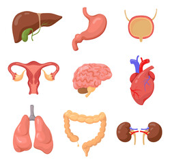 Human organs set, Liver, stomach, brain, uterus, heart, lungs, bowel, kidneys isolated on white. Vector illustration for body, anatomy, education concept