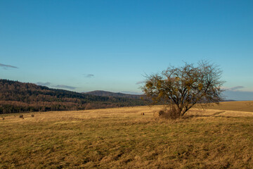 Obraz premium landscape with trees and sky