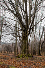 Fototapeta premium Hornbeam - autumn in the forest