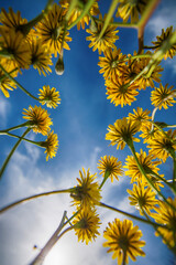 Creative Photography Of Flowers In The Field. View From Below. Spring Concept.