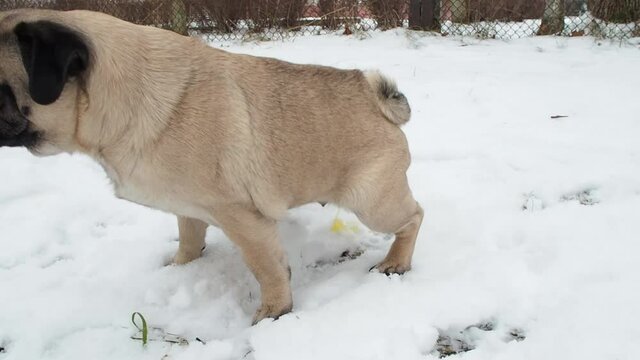 dog pug female pissing on snow in winter