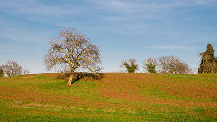 Arbre isolé dans une prairie