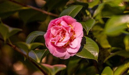 One camelia flower, on tree branch, in Terra Nostra Garden, Azores.