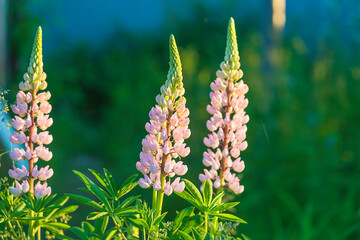 Close up for blooming pink lupines flowers on natural green background. Sunlight, selective focus