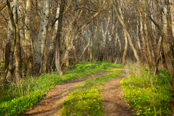 The road leading to the forest. Sunset light illuminates green grass and spring flowers