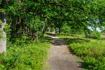 trail path in a forest in the nature preservation area of the lueneburger heide