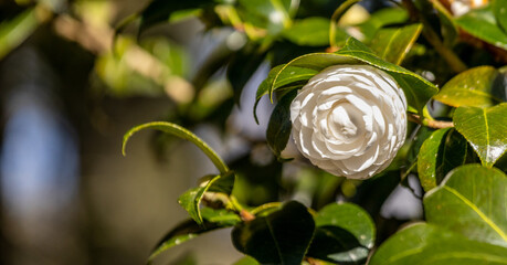 One camelia flower, on tree branch, in Terra Nostra Garden, Azores.