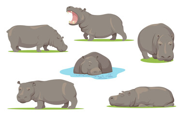 Hippo in different poses flat set for web design. Cartoon wild creature standing, sitting and walking on white background vector illustration collection. African animals, zoo and wildlife concept