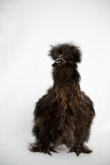 Black silkie chicken